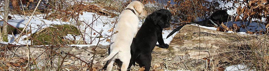 Stor vrangforestilling Overskyet Uoverensstemmelse Før du køber hund – Brown hunt